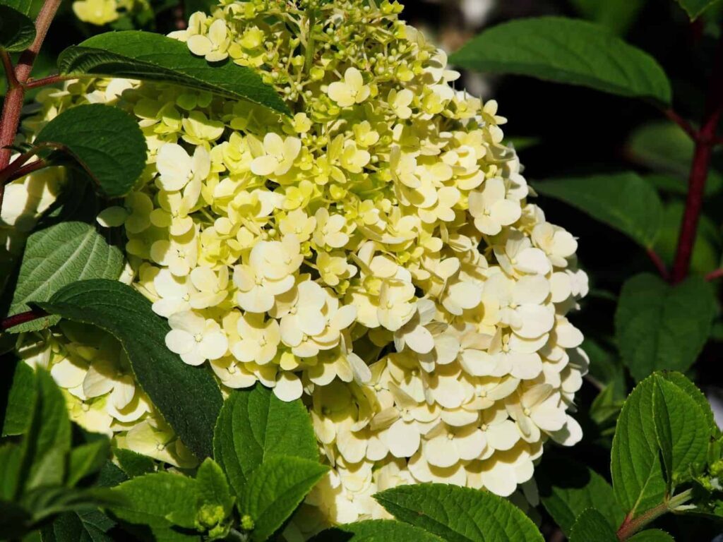 Bobo hortenzija Patuljaste hortenzije metlice koje ne zahtijevaju nisko odrzavanje841281211
