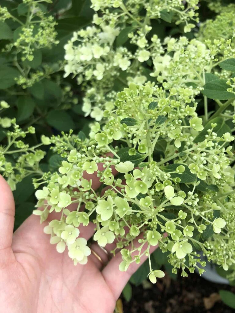 Bobo hortenzija Patuljaste hortenzije metlice koje ne zahtijevaju nisko odrzavanje841281214