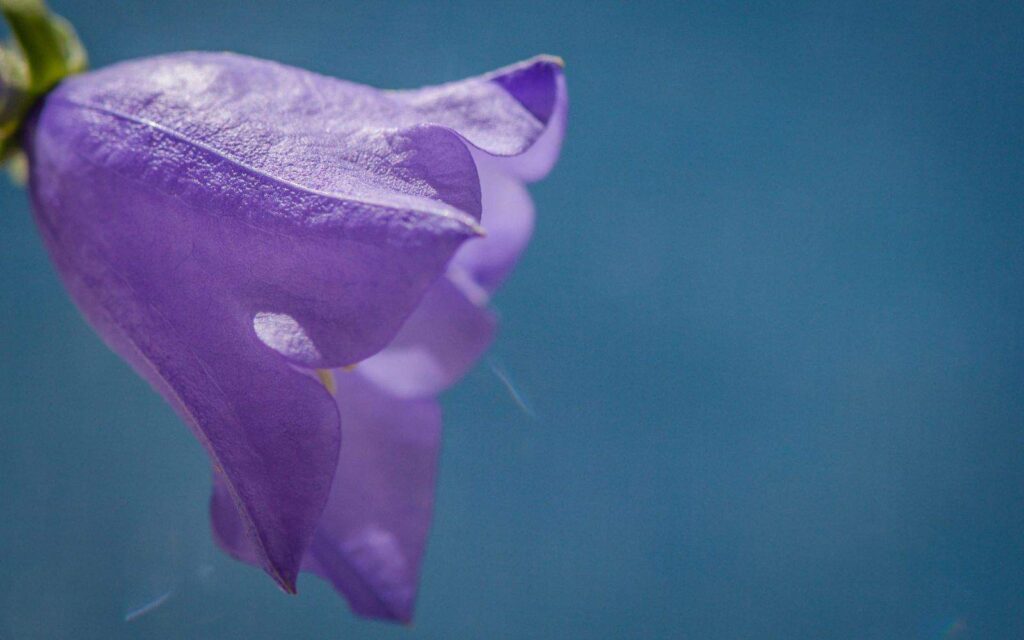 Campanula: Prekrasni zvončići za elegantan višegodišnji vrt 3 Campanula Prekrasni zvoncici za elegantan visegodisnji vrt9854389713