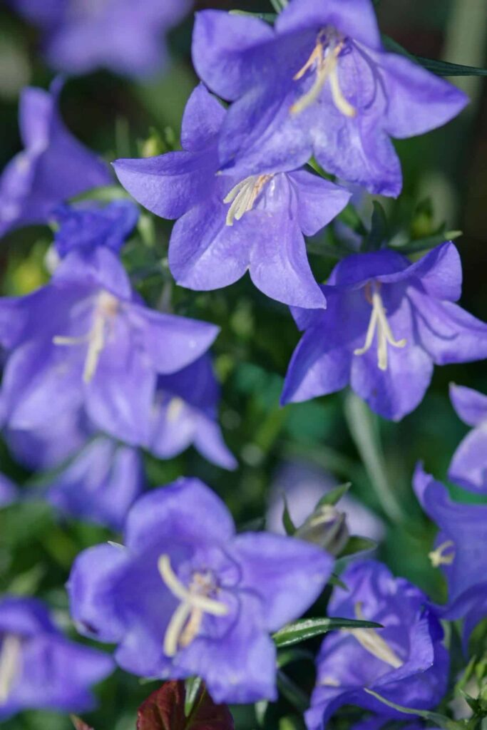 Campanula: Prekrasni zvončići za elegantan višegodišnji vrt 2 Campanula Prekrasni zvoncici za elegantan visegodisnji vrt9854389714