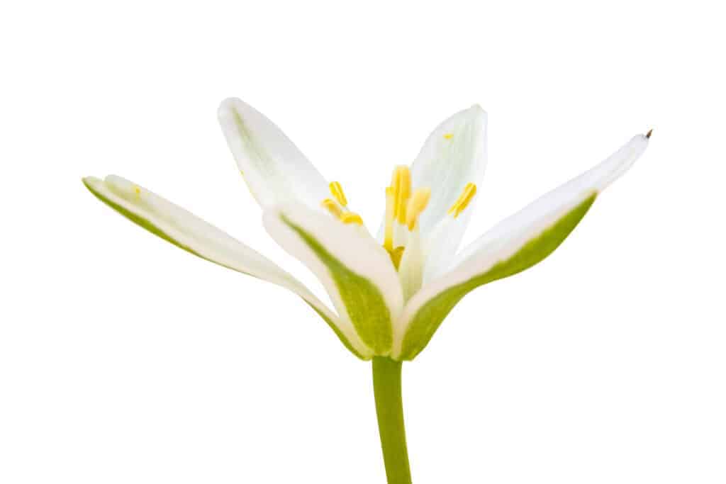 Cvijet Betlehemske zvijezde Vrtlarski vodic za uzgoj biljaka Ornithogalum34879543854812 1
