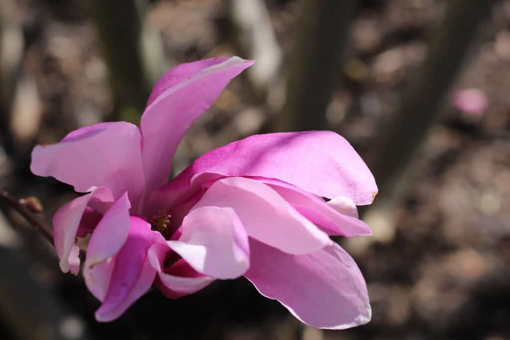 Cvjetovi magnolije: uzgoj i uživanje u ovim zadivljujućim proljetnim cvjetovima 17 Cvjetovi magnolije uzgoj i uzivanje u ovim zadivljujucim proljetnim cvjetovima34853498712