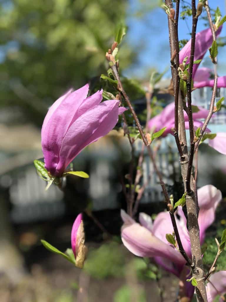 Cvjetovi magnolije: uzgoj i uživanje u ovim zadivljujućim proljetnim cvjetovima 16 Cvjetovi magnolije uzgoj i uzivanje u ovim zadivljujucim proljetnim cvjetovima34853498713