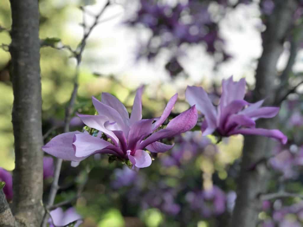 Cvjetovi magnolije uzgoj i uzivanje u ovim zadivljujucim proljetnim cvjetovima34853498714