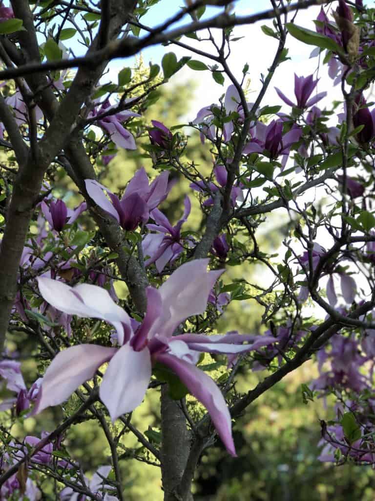 Cvjetovi magnolije uzgoj i uzivanje u ovim zadivljujucim proljetnim cvjetovima34853498715