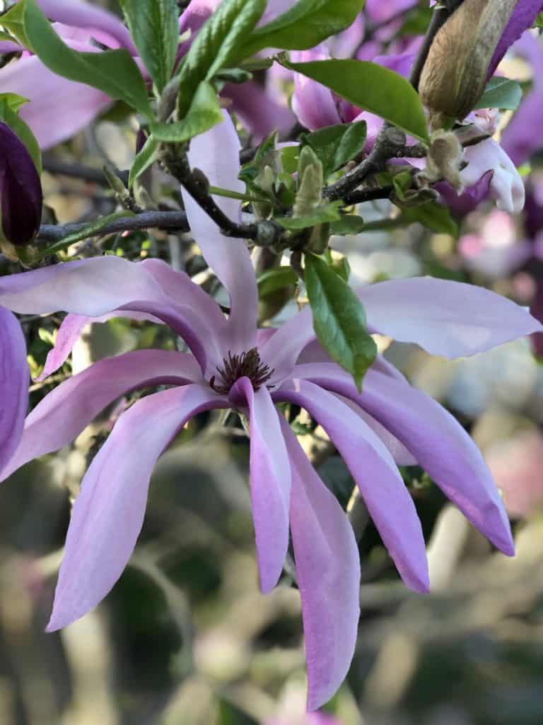 Cvjetovi magnolije uzgoj i uzivanje u ovim zadivljujucim proljetnim cvjetovima34853498716