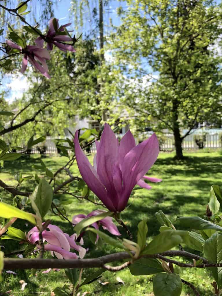 Cvjetovi magnolije uzgoj i uzivanje u ovim zadivljujucim proljetnim cvjetovima34853498717