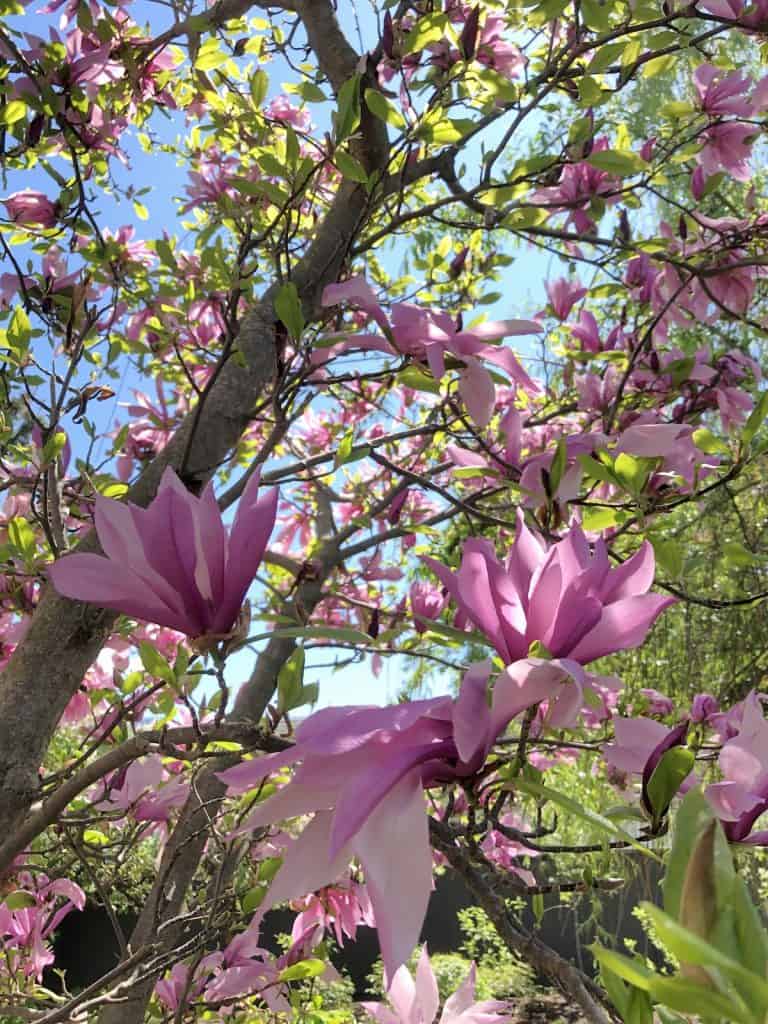 Cvjetovi magnolije uzgoj i uzivanje u ovim zadivljujucim proljetnim cvjetovima34853498718