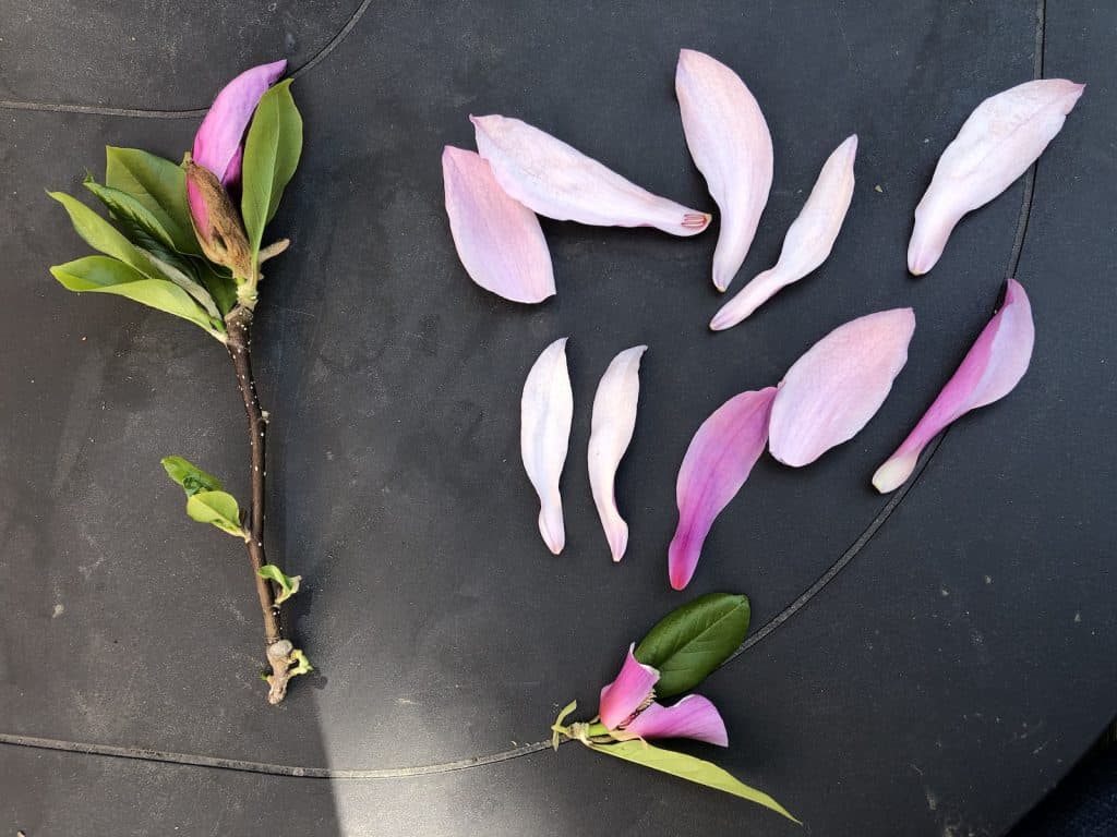 Cvjetovi magnolije uzgoj i uzivanje u ovim zadivljujucim proljetnim cvjetovima34853498720