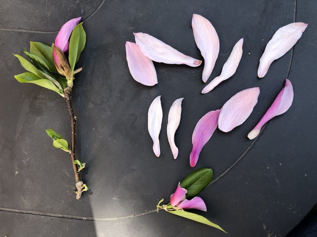 Cvjetovi magnolije: uzgoj i uživanje u ovim zadivljujućim proljetnim cvjetovima 9 Cvjetovi magnolije uzgoj i uzivanje u ovim zadivljujucim proljetnim cvjetovima34853498720
