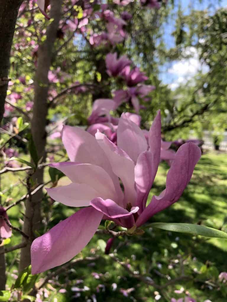 Cvjetovi magnolije uzgoj i uzivanje u ovim zadivljujucim proljetnim cvjetovima34853498721