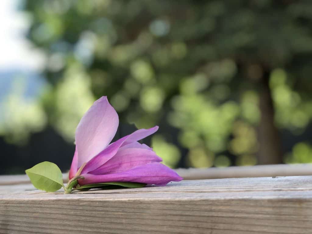 Cvjetovi magnolije: uzgoj i uživanje u ovim zadivljujućim proljetnim cvjetovima 7 Cvjetovi magnolije uzgoj i uzivanje u ovim zadivljujucim proljetnim cvjetovima34853498722