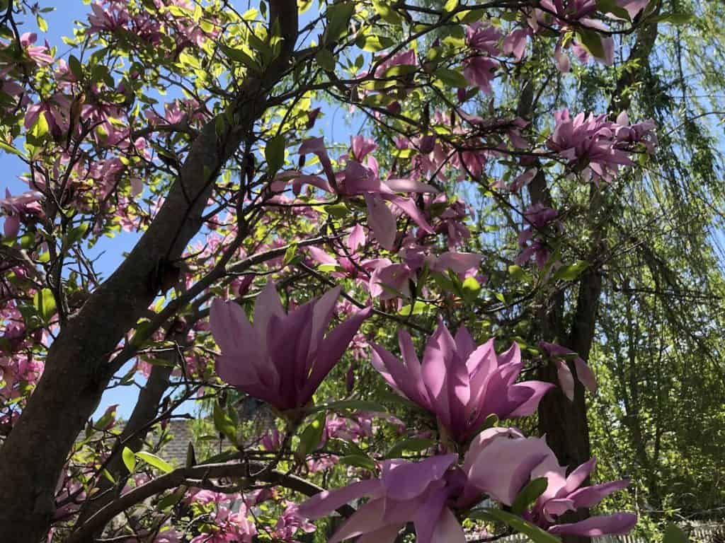 Cvjetovi magnolije uzgoj i uzivanje u ovim zadivljujucim proljetnim cvjetovima34853498723