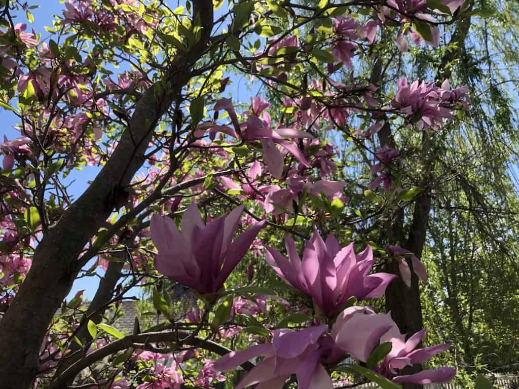 Cvjetovi magnolije: uzgoj i uživanje u ovim zadivljujućim proljetnim cvjetovima 6 Cvjetovi magnolije uzgoj i uzivanje u ovim zadivljujucim proljetnim cvjetovima34853498723