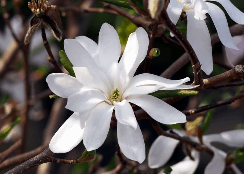 Cvjetovi magnolije uzgoj i uzivanje u ovim zadivljujucim proljetnim cvjetovima34853498724