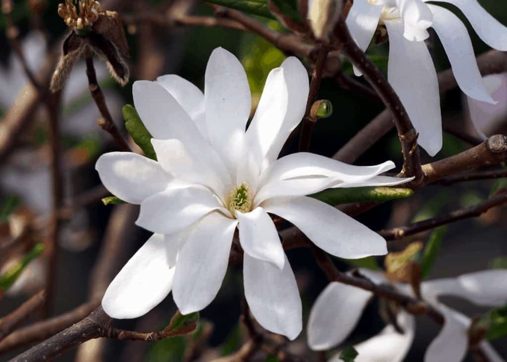 Cvjetovi magnolije: uzgoj i uživanje u ovim zadivljujućim proljetnim cvjetovima 5 Cvjetovi magnolije uzgoj i uzivanje u ovim zadivljujucim proljetnim cvjetovima34853498724