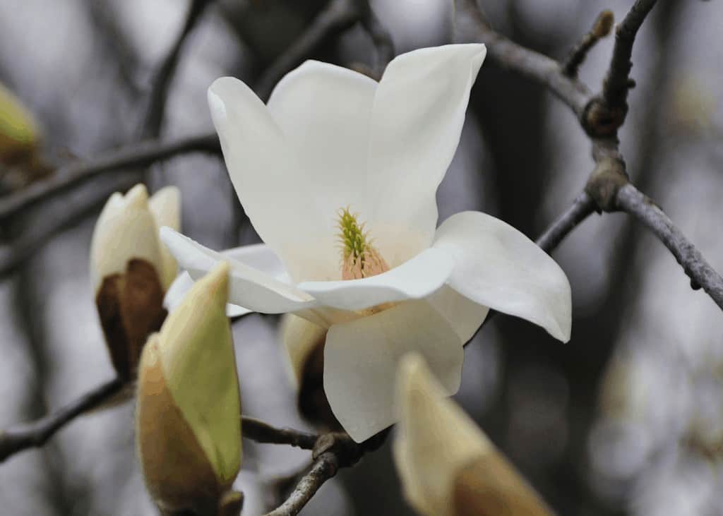Cvjetovi magnolije uzgoj i uzivanje u ovim zadivljujucim proljetnim cvjetovima34853498725