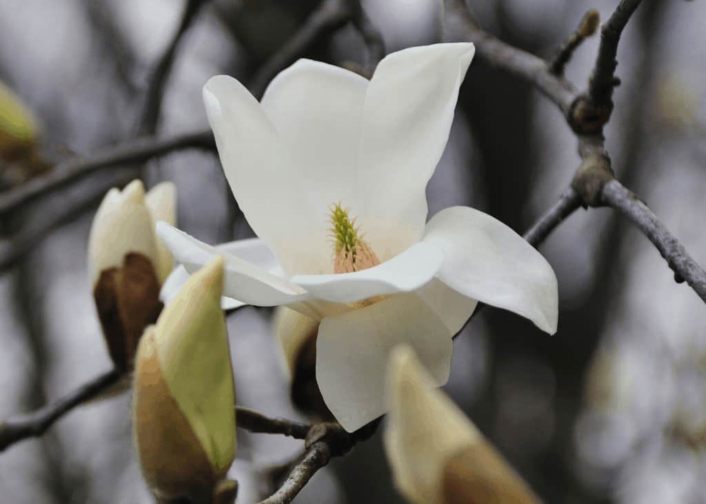Cvjetovi magnolije: uzgoj i uživanje u ovim zadivljujućim proljetnim cvjetovima 4 Cvjetovi magnolije uzgoj i uzivanje u ovim zadivljujucim proljetnim cvjetovima34853498725