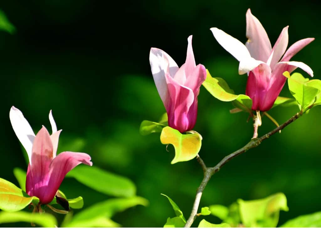 Cvjetovi magnolije uzgoj i uzivanje u ovim zadivljujucim proljetnim cvjetovima34853498726