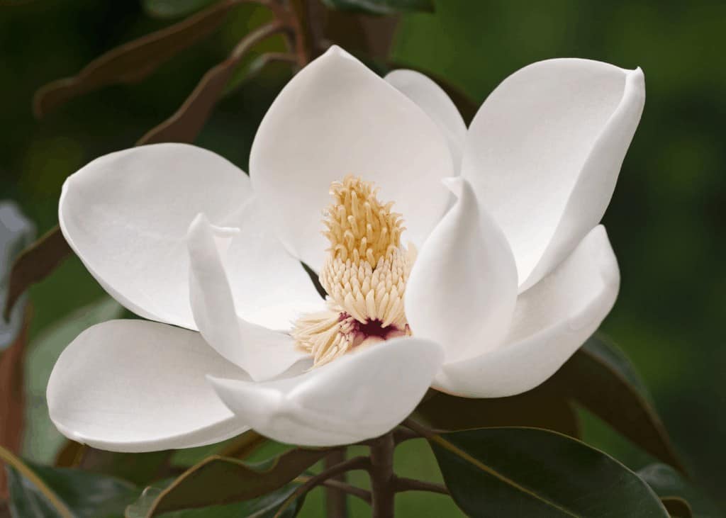 Flores De Magnolia: Cultivar Y Disfrutar De Estas Increíbles Flores De  Primavera - Organic Pereglin