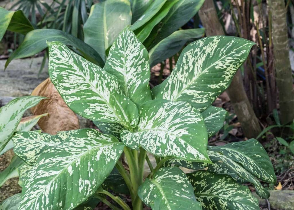 Dieffenbachia: sobna biljka koja se lako održava u velikom prostoru 6 Dieffenbachia sobne biljke koje se lako odrzavaju za velike prostore52152152111