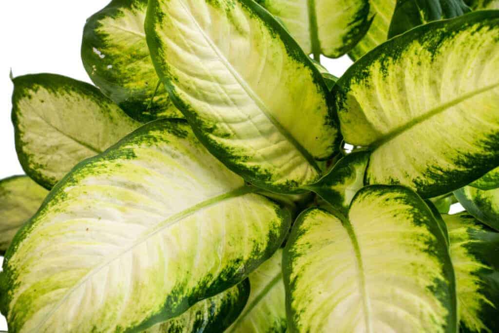 Dieffenbachia: sobna biljka koja se lako održava u velikom prostoru 5 Dieffenbachia sobne biljke koje se lako odrzavaju za velike prostore52152152112