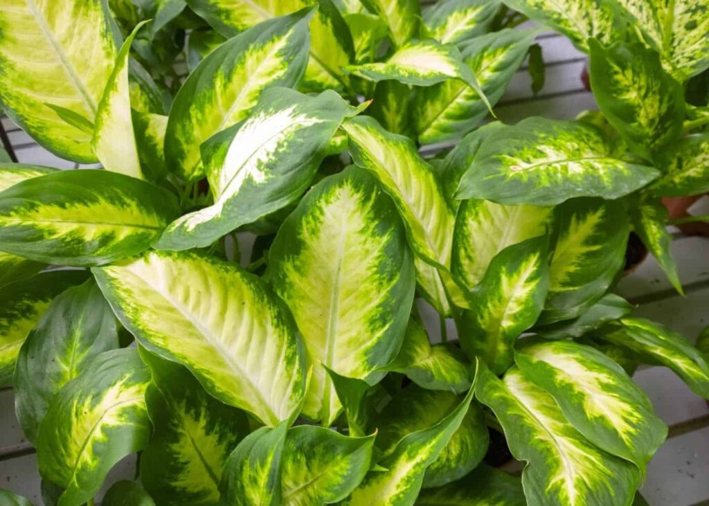 Dieffenbachia: sobna biljka koja se lako održava u velikom prostoru 4 Dieffenbachia sobne biljke koje se lako odrzavaju za velike prostore52152152113