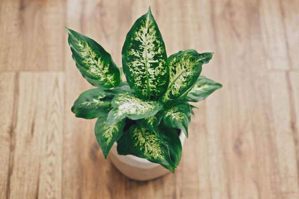 Dieffenbachia: sobna biljka koja se lako održava u velikom prostoru 2 Dieffenbachia sobne biljke koje se lako odrzavaju za velike prostore52152152115