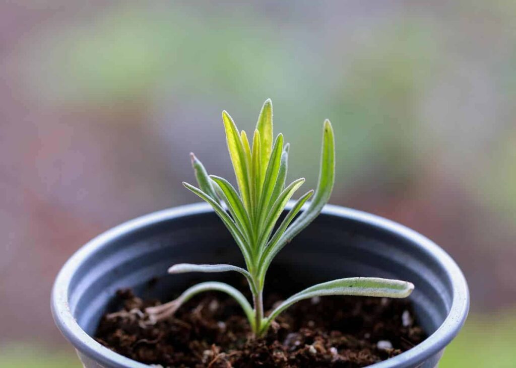 Engleska lavanda njega biljaka i sorte Lavandula Angustifolia51251251213