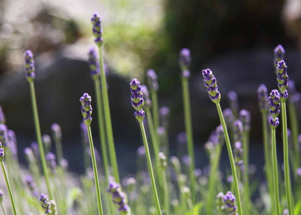 Engleska lavanda njega biljaka i sorte Lavandula Angustifolia51251251214