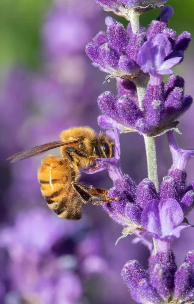 Engleska lavanda njega biljaka i sorte Lavandula Angustifolia51251251216