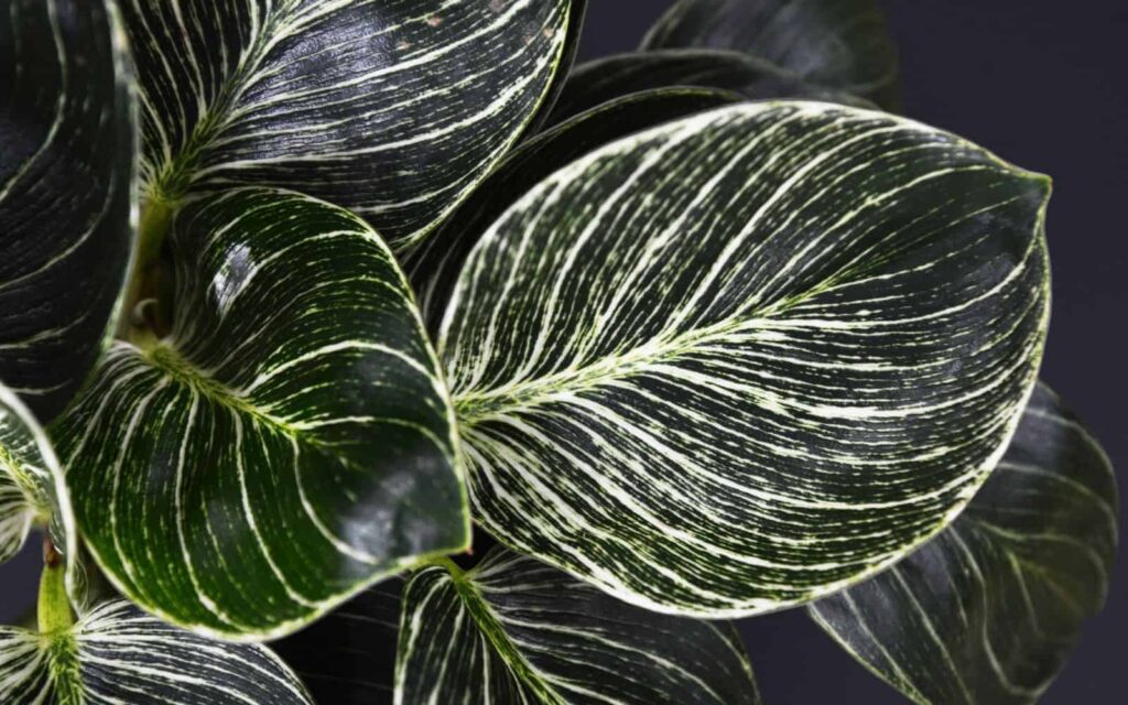 Filodendron Birkin zapanjujuca prugasta posebna sobna biljka5656565611
