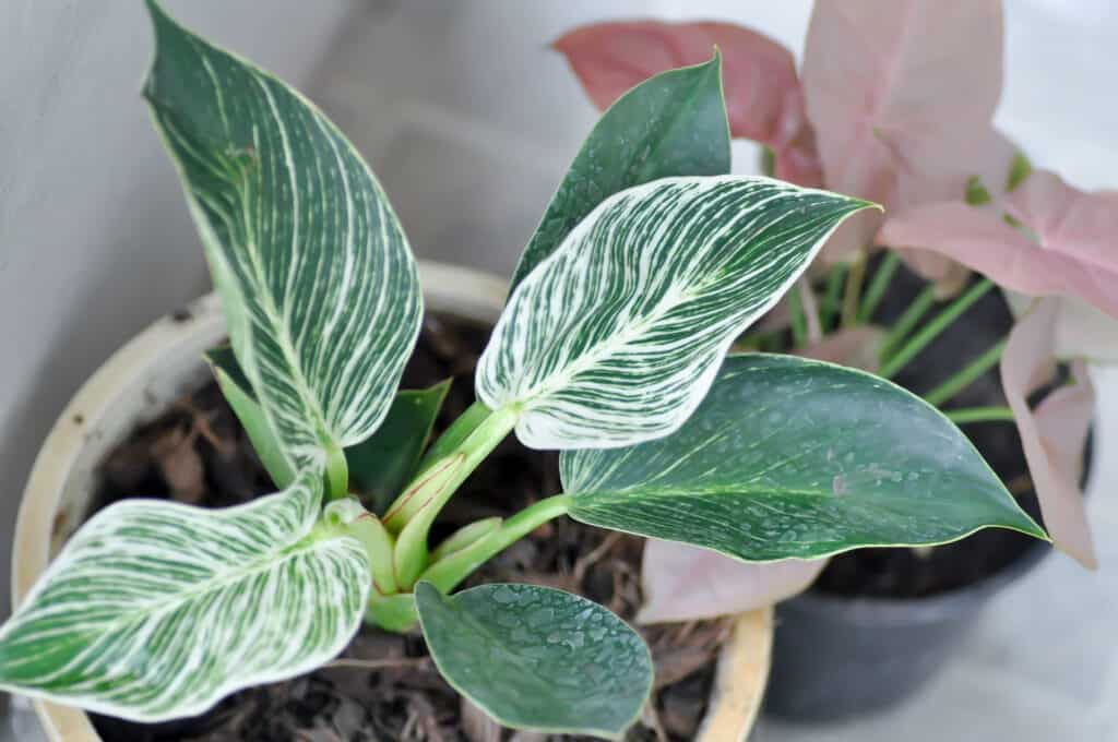 Filodendron Birkin: zapanjujuća prugasta sobna biljka 3 Filodendron Birkin zapanjujuca prugasta posebna sobna biljka5656565614