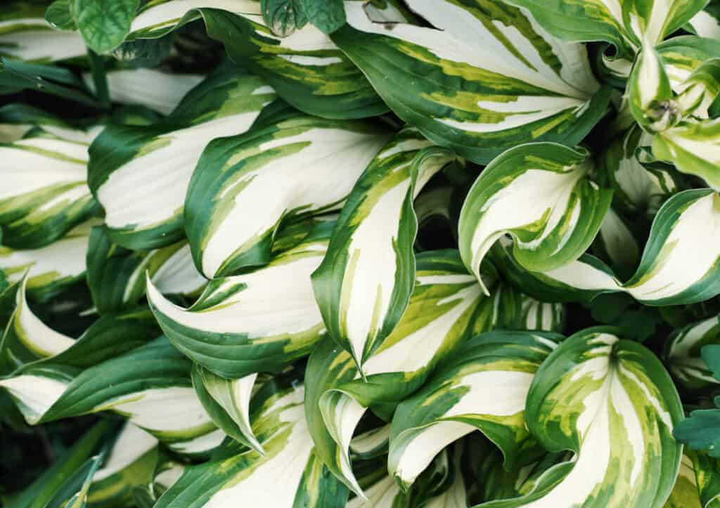 Vatra i led Hosta: šarolika zeleno bijela sorta 3 Fire and Ice Hosta Zapanjujuca sarolika zelena i bijela sorta980345790011