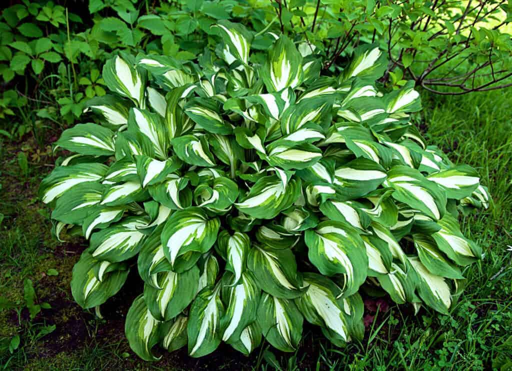 Fire and Ice Hosta Zapanjujuca sarolika zelena i bijela sorta980345790015