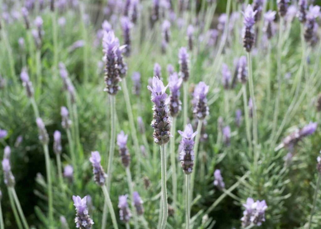 Francuska lavanda Vodic za Lavandula Dentata75375375311