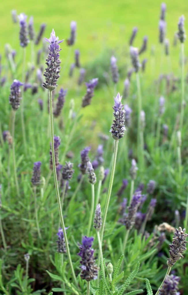 Francuska lavanda: Vodič za njegu Lavande Dentate 4 Francuska lavanda Vodic za Lavandula Dentata75375375312