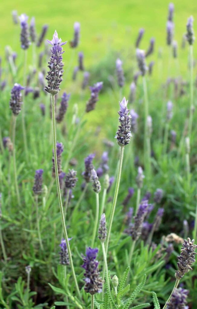 Francuska lavanda Vodic za Lavandula Dentata75375375312