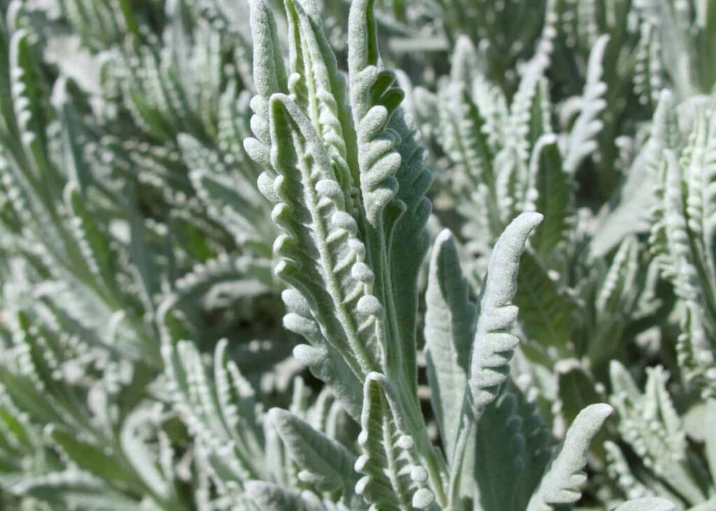 Francuska lavanda: Vodič za njegu Lavande Dentate 3 Francuska lavanda Vodic za Lavandula Dentata75375375314