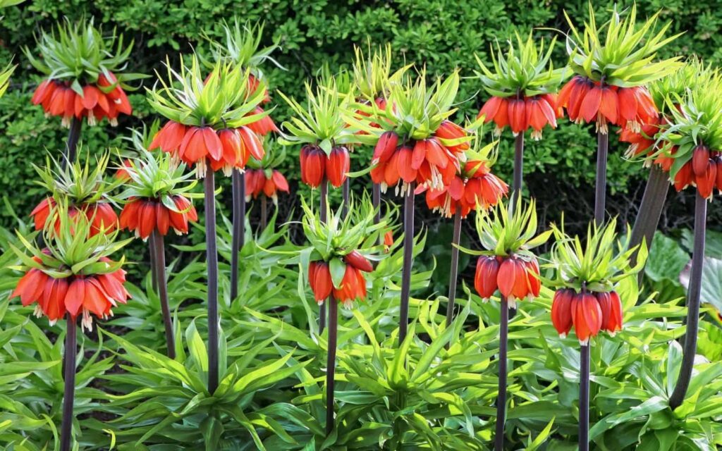 Fritillaria posebne cvjetnice za eleganciju ranog proljeca85248425113