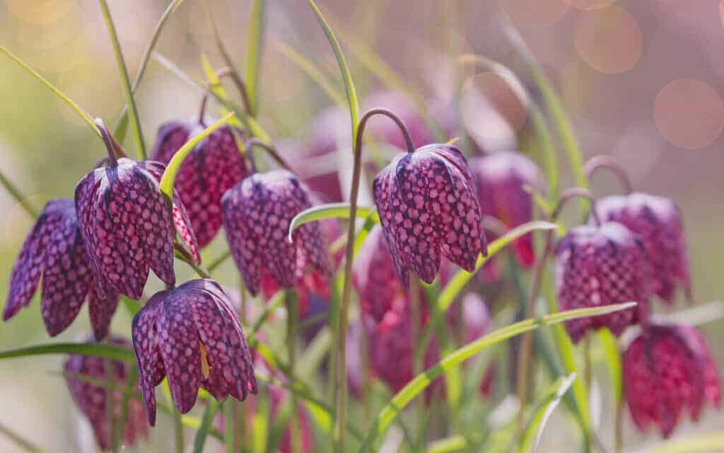 Fritillaria posebne cvjetnice za eleganciju ranog proljeca85248425114