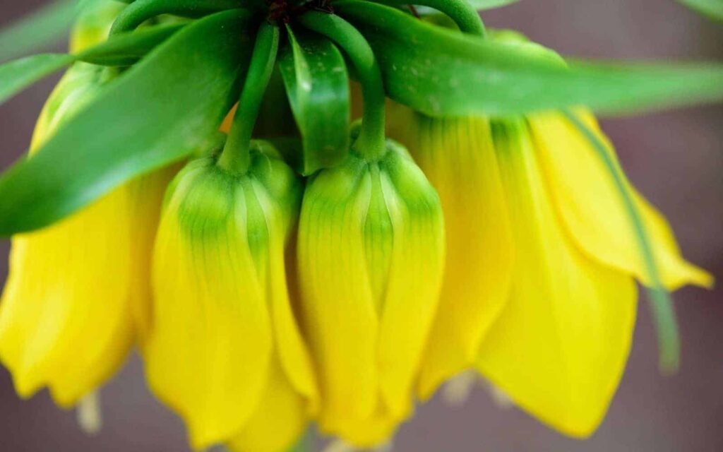 Fritillaria: posebne elegantne cvjetnice 4 Fritillaria posebne cvjetnice za eleganciju ranog proljeca85248425115
