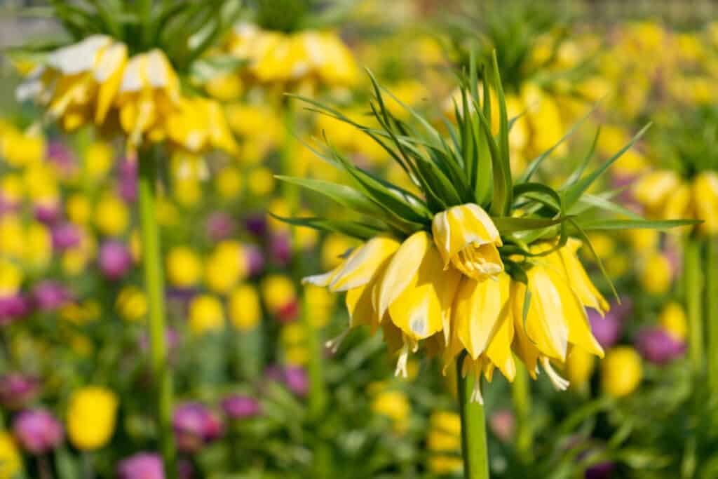 Fritillaria posebne cvjetnice za eleganciju ranog proljeca85248425116