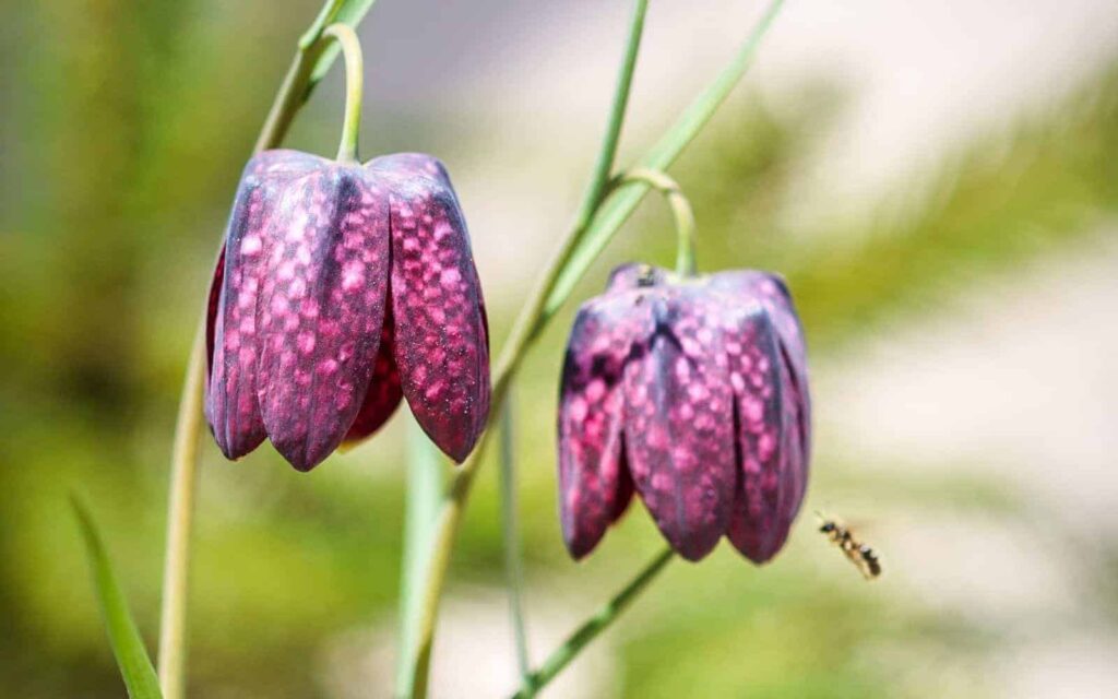 Fritillaria posebne cvjetnice za eleganciju ranog proljeca85248425117