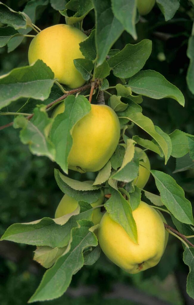 Jabuke zlatni delišes: hrskava sorta žute jabuke 2 Golden Delicious Apples hrskava sorta zute jabuke34553485479814