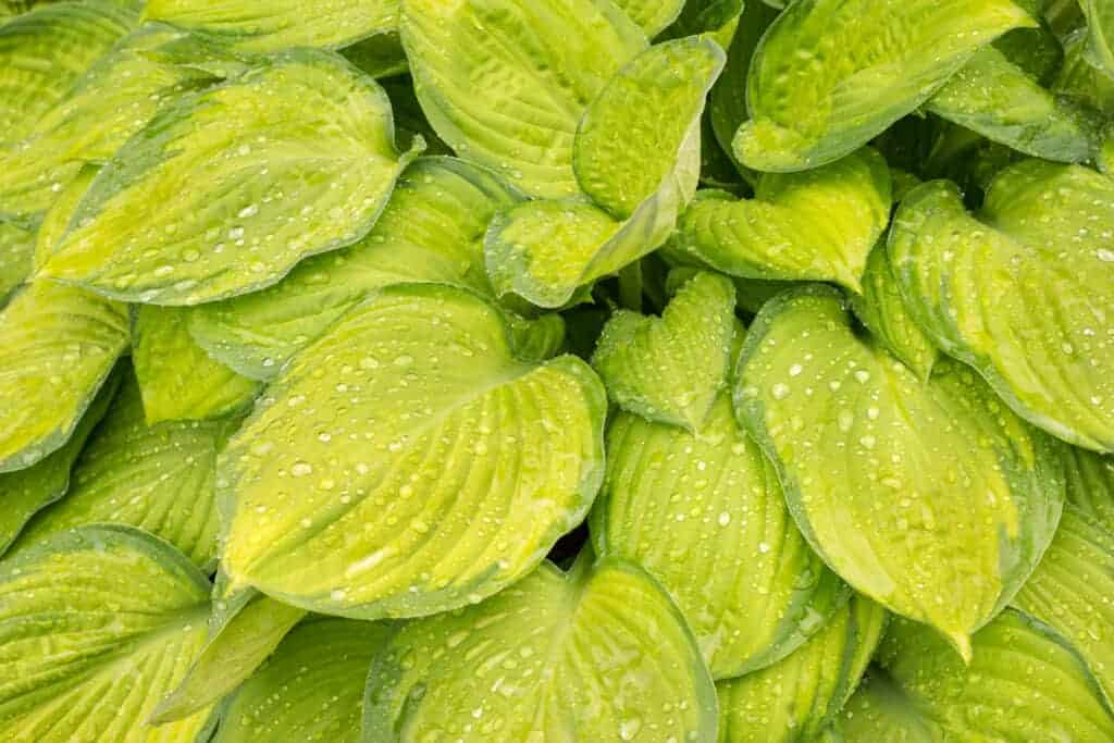 Guacamole Hosta: šarena sorta s tamnozelenim rubovima 3 Guacamole Hosta Chartreuse sarena sorta s tamnozelenim rubovima78845348912