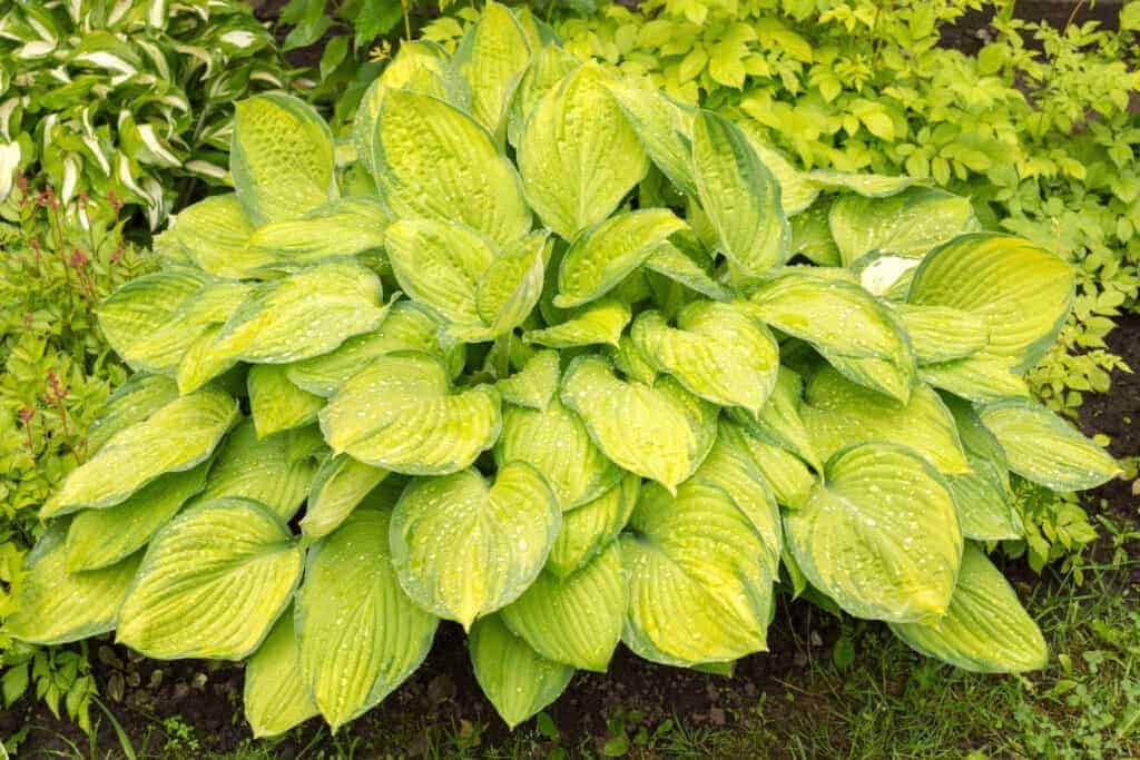 Guacamole Hosta: šarena sorta s tamnozelenim rubovima 2 Guacamole Hosta Chartreuse sarena sorta s tamnozelenim rubovima78845348913