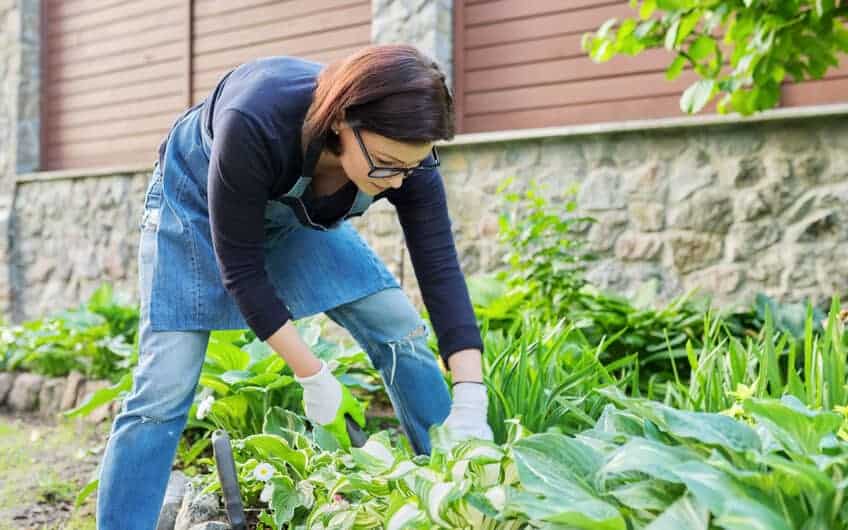 Halcyon Hosta: Klasične plavo-zelene hoste za sjenu ili mrlje od sunca 3 Halcyon Hosta Klasicne plavo zelene hoste za sjenu ili mrlje od sunca874537897853411