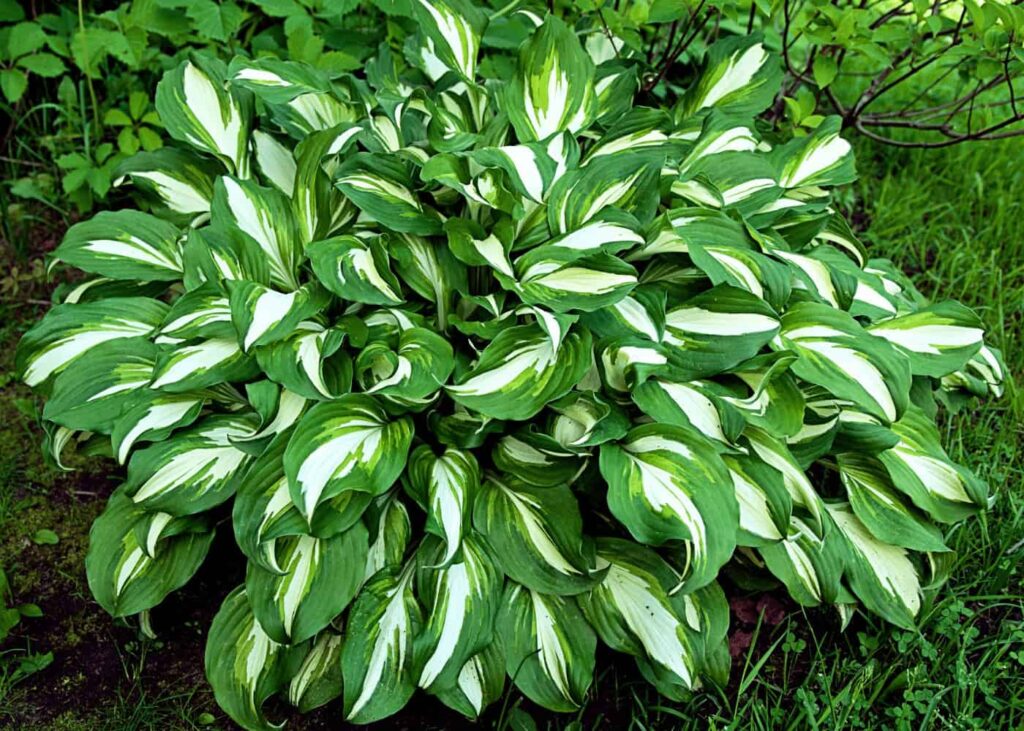 Hosta: Vodič za početnike za uzgoj i brigu o hostama 4 Hostas Vodic za pocetnike za uzgoj i brigu o hostama34574537811