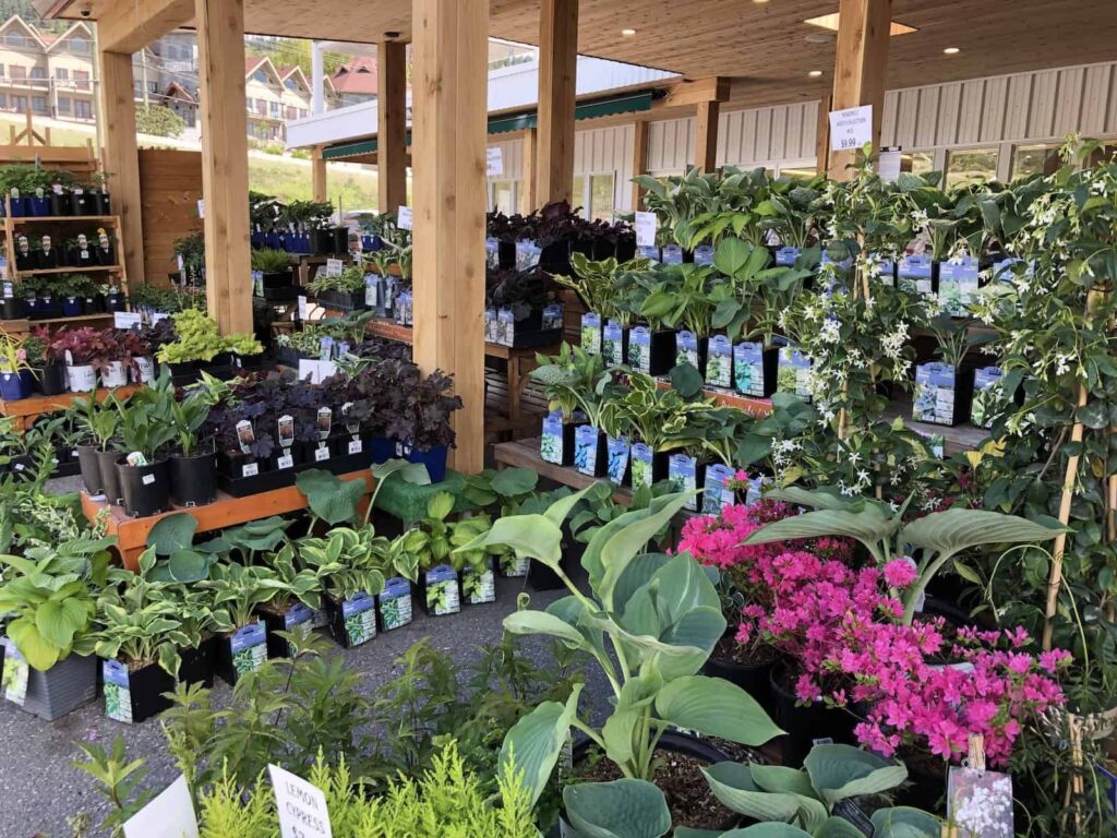 Hosta: Vodič za početnike za uzgoj i brigu o hostama 3 Hostas Vodic za pocetnike za uzgoj i brigu o hostama34574537812